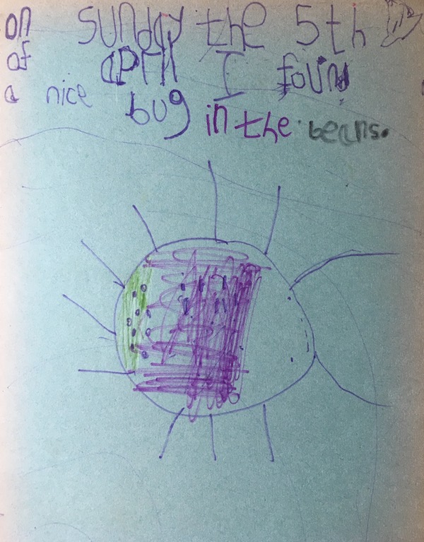 bug in the beans