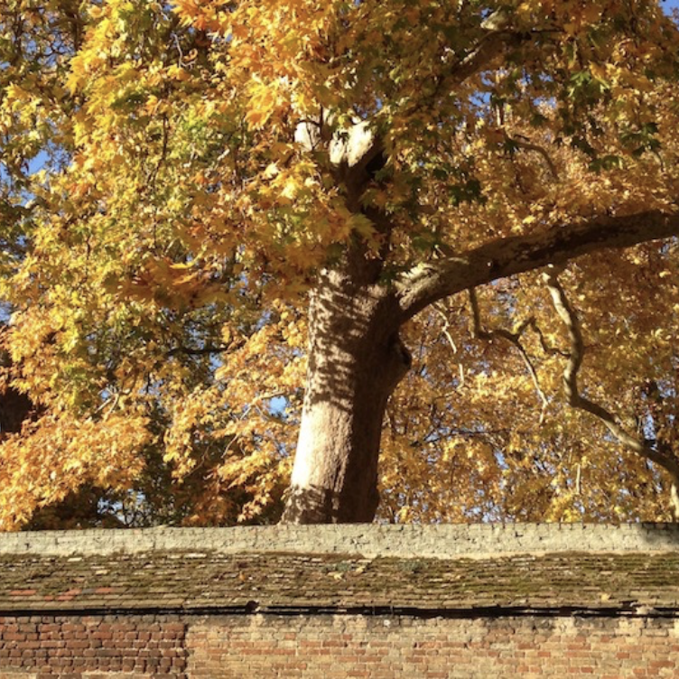 Ely in November