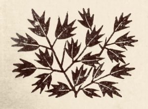 Eric Gill Leaf Vignette