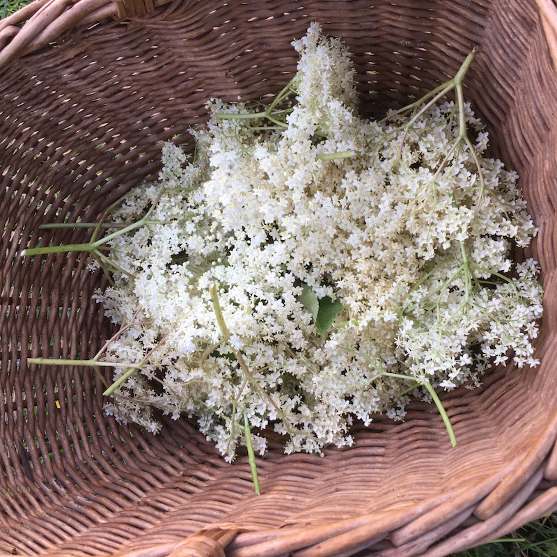 Gathering Elderflower