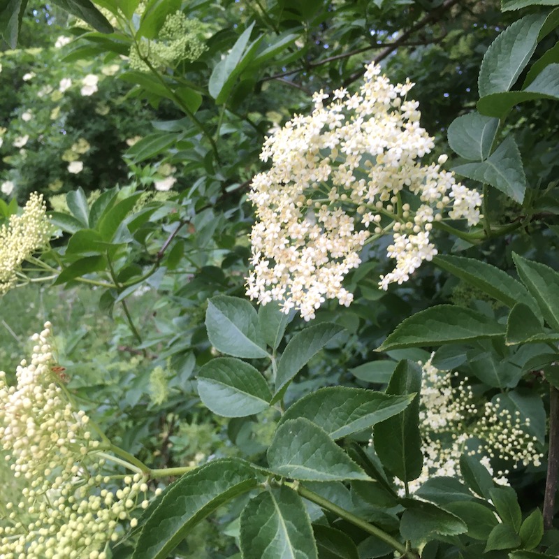 Elderflower