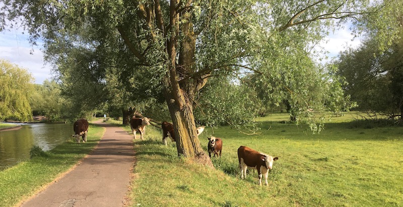 Cows on Laundress Green, Cambridge