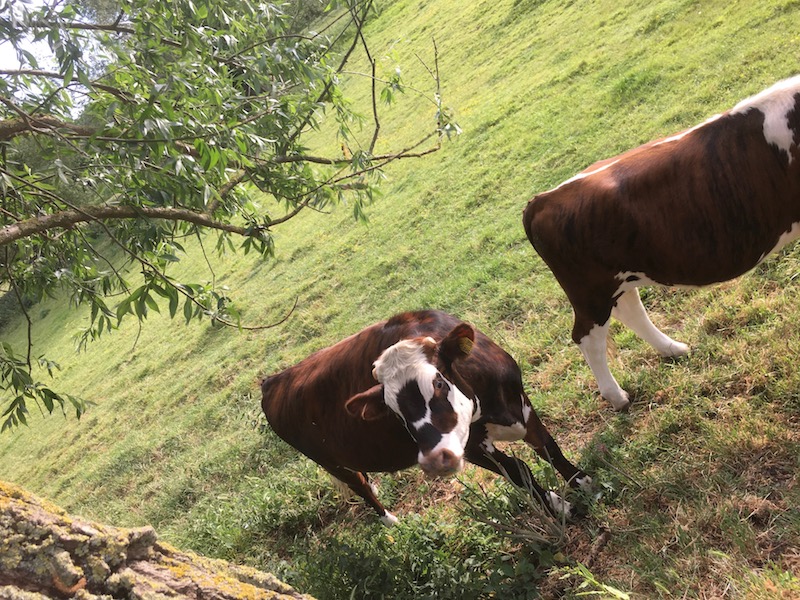 Cows on Laundress Green, Cambridge