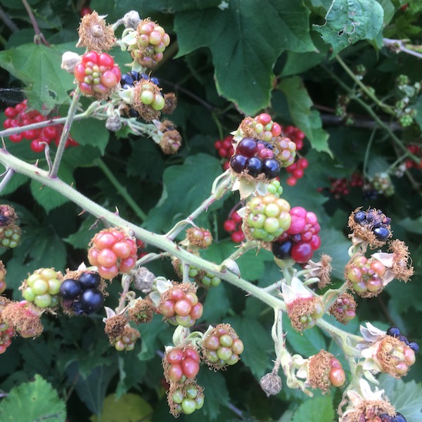 Brambles Brambles