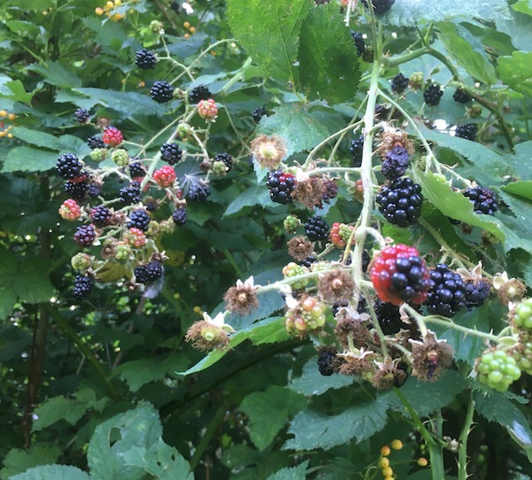 Brambles Brambles