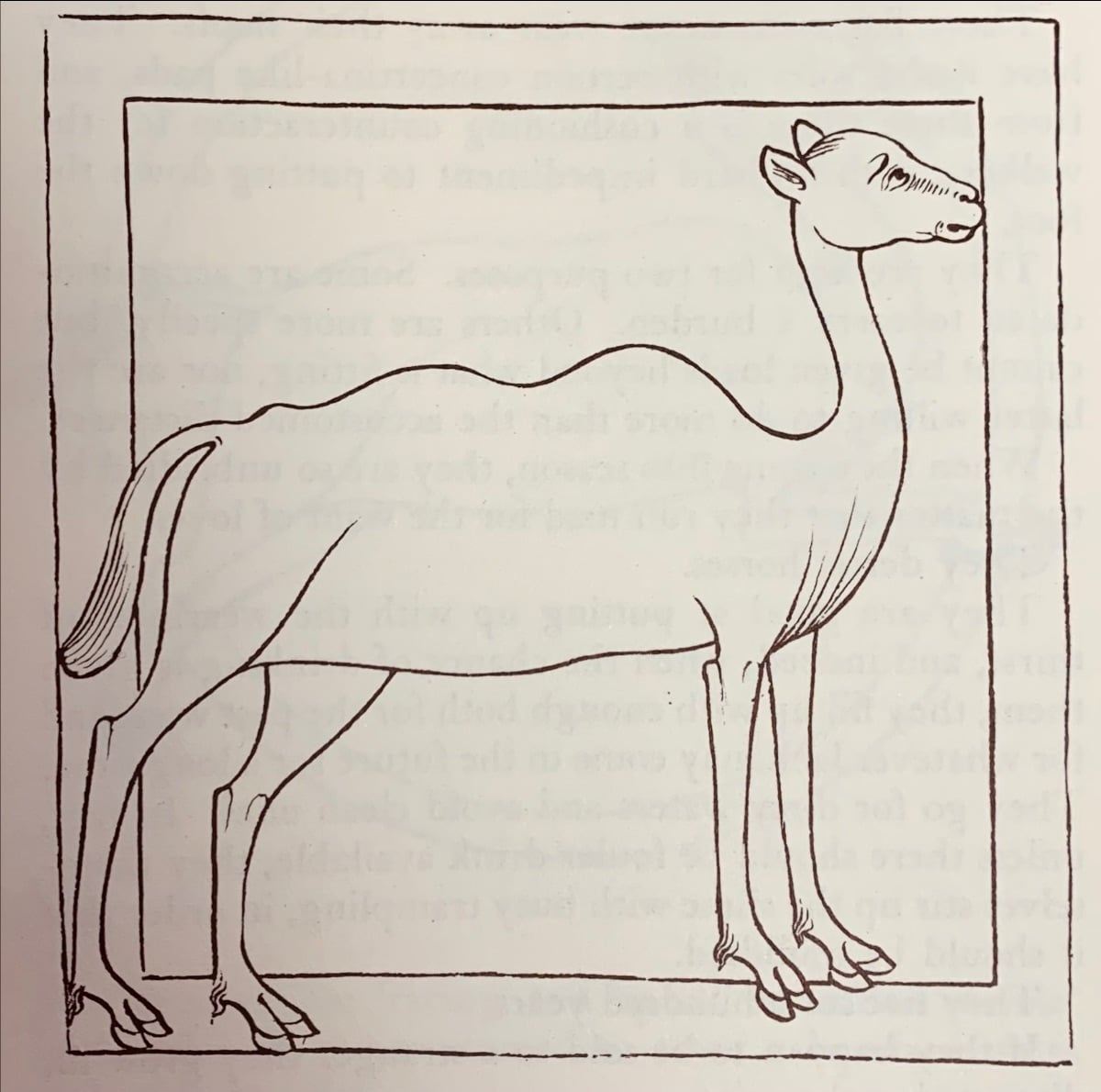 Camel from The Book of Beasts