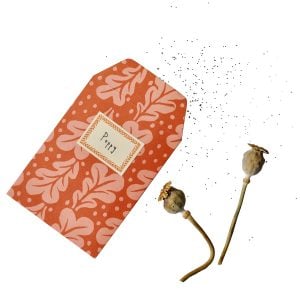 A Packet of Eight Seed Envelopes in Quercus Pomegranate with Matching Labels